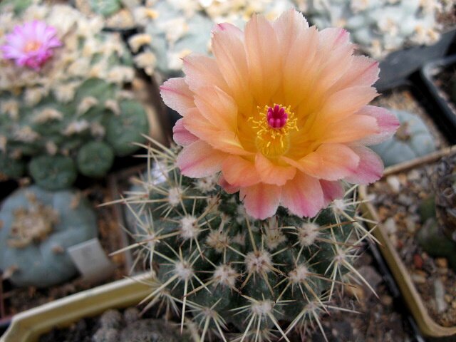 Notocactus submammulosus orange fl. Findeisen, SRN